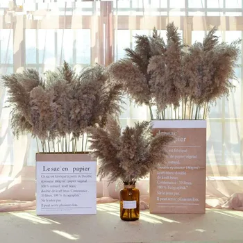

10 Pcs Dried Plants Pampas Grass Natural Phragmites Raw Color Wedding Bulrush Flowers Bunch For Party Home Decor Fake Flowers