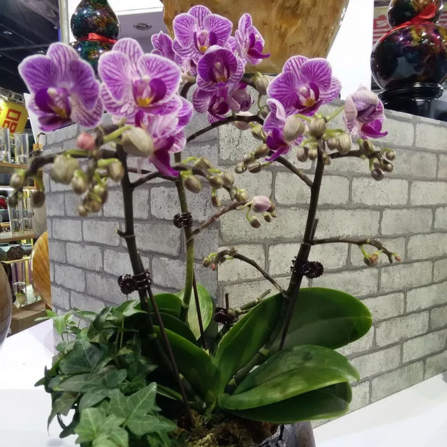 20 Db Műanyag Kerti Klip Speciális A Phalaenopsis Graft Clip Növényi Szőlő Orchidea Támogató Baki Kertész Szerszám - Image 3