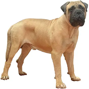 

Dinghy Tuzik warm overalls Bullmastiff bitch