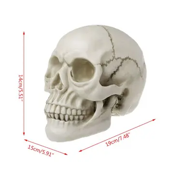 

Resin Art Human Skull Replica Teaching Model Medical Realistic 1:1 Adult Size Halloween Coffee Bars Ornament