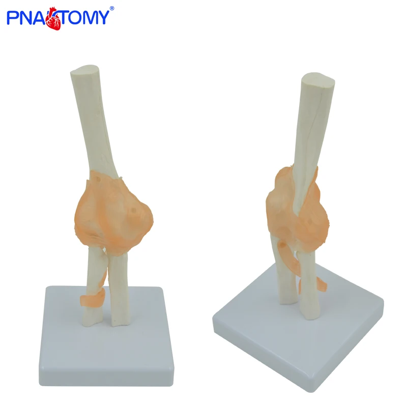 

Life size human elbow bone model medical teaching tool educational model skeleton anatomy PNATOMY