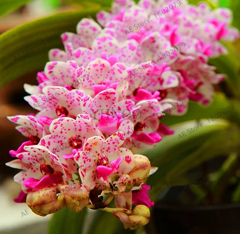 1 Распродажа! цветы в горшках Орхидея бонсай Cymbidium сад Цикада Орхидея Cymbidium Орхидея при цветении 100 шт,# T4TKSW - Цвет: 1
