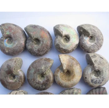 

Original Iridescent Ammonite Fossil Specimen Madagascar 30g--40g