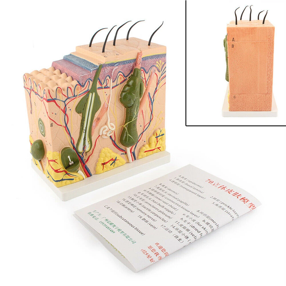 

50:1 Skin Model Anatomical Skin Structur Model Cross Sectional View of The Human Skin