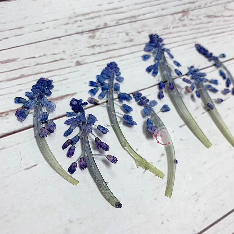60 шт прессованный высушенный 5-7 см Muscari Botryoides Цветочные растения гербарий для Ювелирная Закладка чехол для телефона закладка для изготовления DIY
