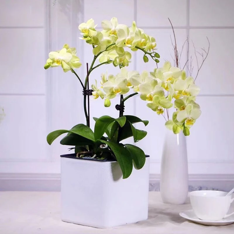 D7WA Garden Flower Pot Self Watering Succulents Plant Starter With Water Level Indicator Indoor Outdoor Decorations flower pot hydroponic flower pot plant pot