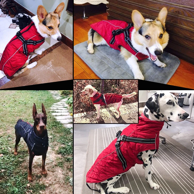 winter dog clothes (7)