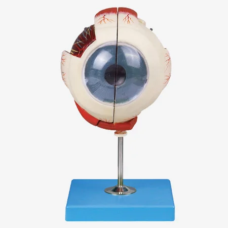 

Анатомическая модель глазного яблока, модель Big Eye