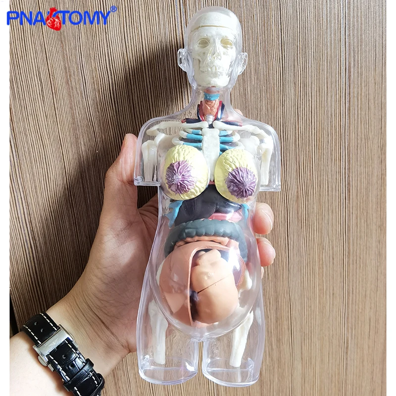 grávida diy anatomia modelo equipamento educacional ciências médicas 4d mestre