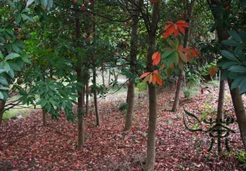 

Japanese Blueberry Elaeocarpus Decipiens Du Ying