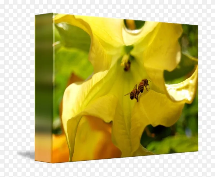 蜜蜂花蜜特写野花蜜蜂png图片素材免费下载 图片编号 Png素材网