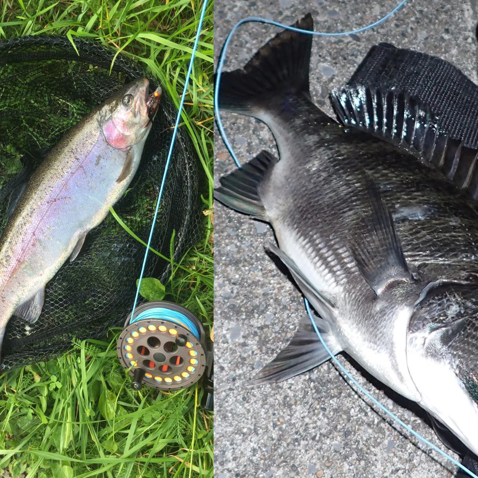 Maximumcatch Shooting Head Fly Line SH-5S/6S/7S/8S/9S, SH-5F/6F/7F/8F/9F 9.5M Floating/Sinking Fly Line With 2 Welded Loops 6