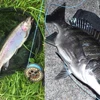 Maximumcatch Shooting Head Fly Line SH-5S/6S/7S/8S/9S, SH-5F/6F/7F/8F/9F 9.5M Floating/Sinking Fly Line With 2 Welded Loops 6