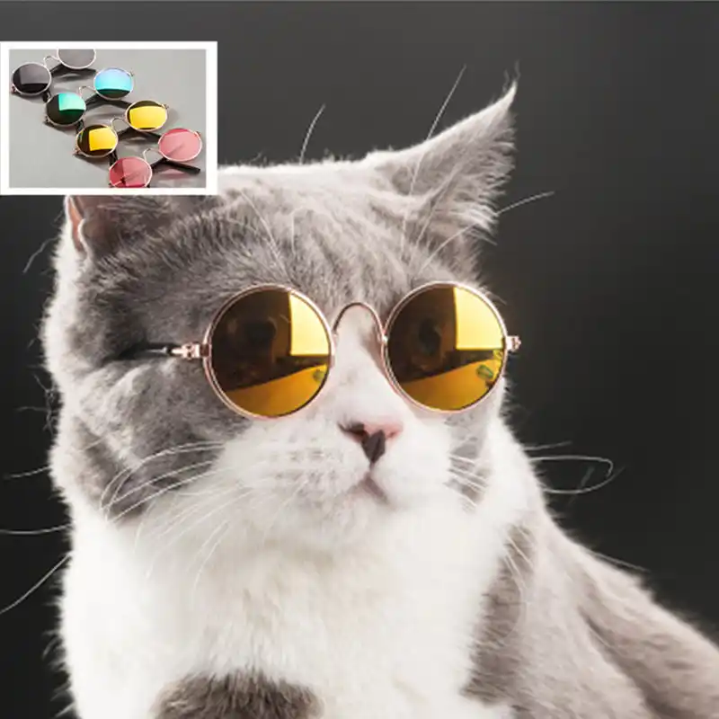 cute dog sunglasses