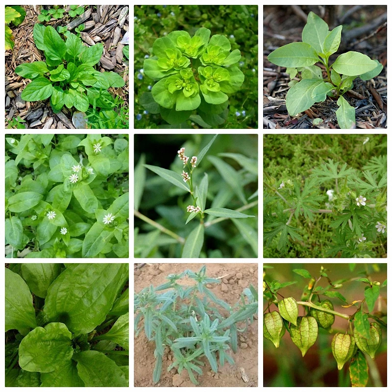 10g Dimethyltetrachloro MCPA(Na) Herbicide Phenoxyacetic acid Selectivity Hormone type Remove Weed Kill Grass Spray Weedkiller