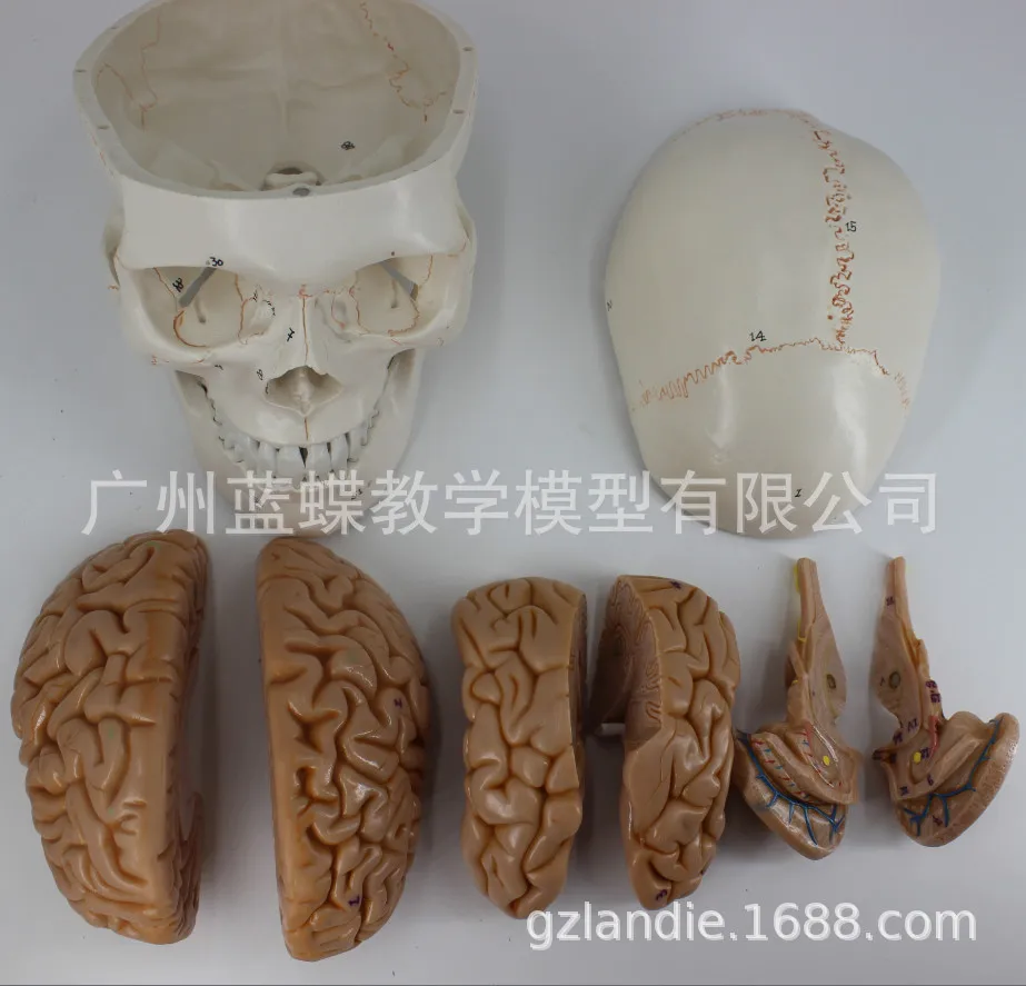 Life-Size Skull with Brain Anatomical Model 8-Part Anatomy