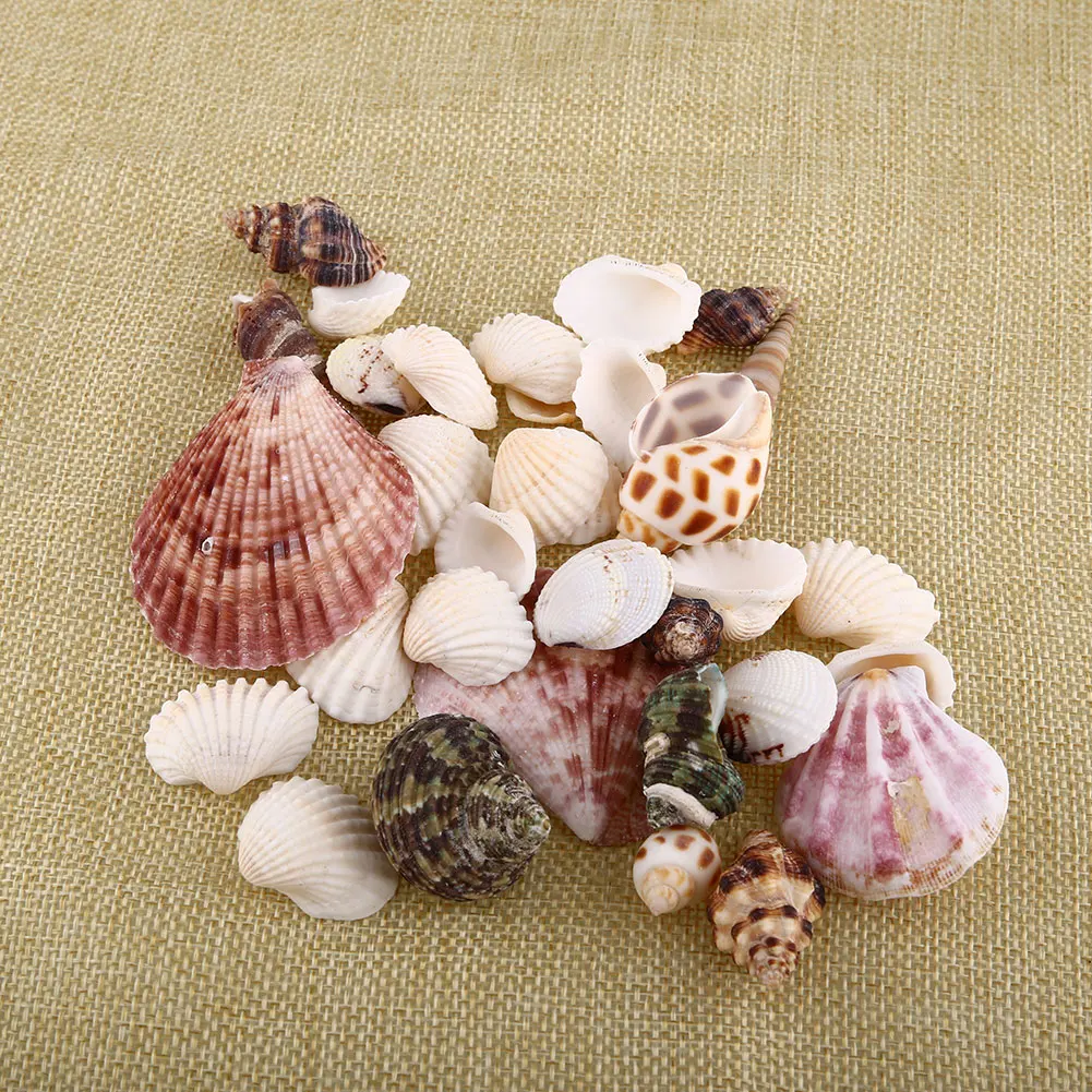 New 100g Beach Mixed Sea Shells Craft SeaShells Aquarium Nautical Decor