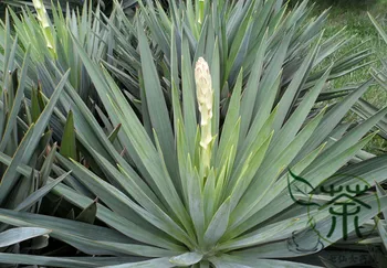 

Yucca Gloriosa Glorious Yucca Feng-Wei-Lan