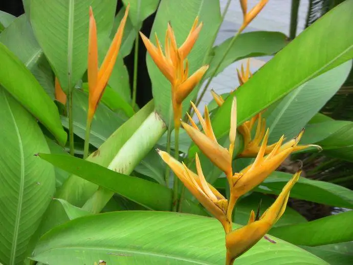 Комнатное растение в горшках, цветок апельсина Strelitzia Reginae, бонсай, райская птица, бонсай, jadim bonsai Sementes, 100 частиц/лот - Цвет: Коричневый