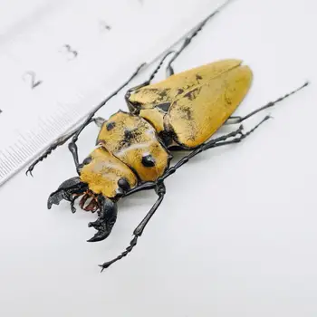 

Trictenotoma Childreni Real Insect Specimen School Educational Teaching Sample Home Decor