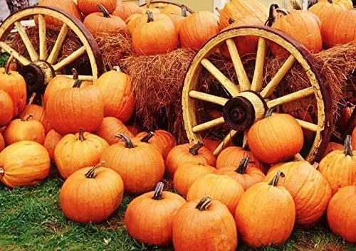 

Pumpkin Harvest Tin Sign Round Tin Sign Great Tin Sign Aluminum Metal Sign 12X16 inch