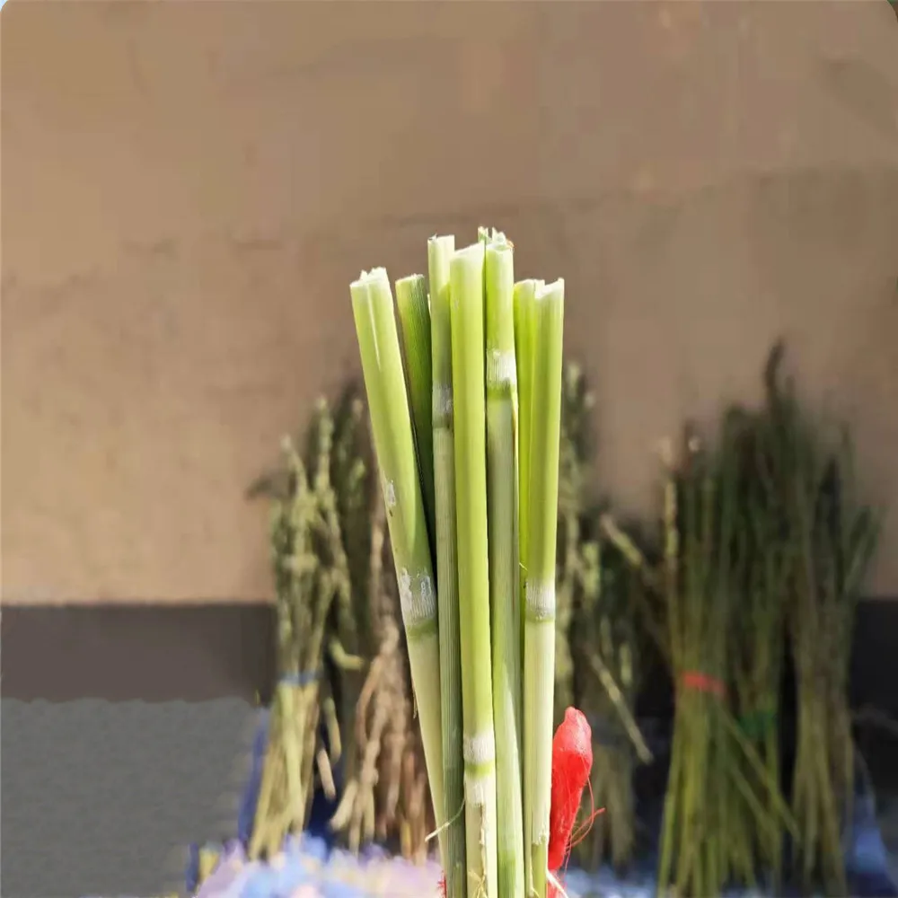 Тростник 15 шт. свадебный цветок букет засушенный натуральный тростник пампасная трава приятный светлый цвет