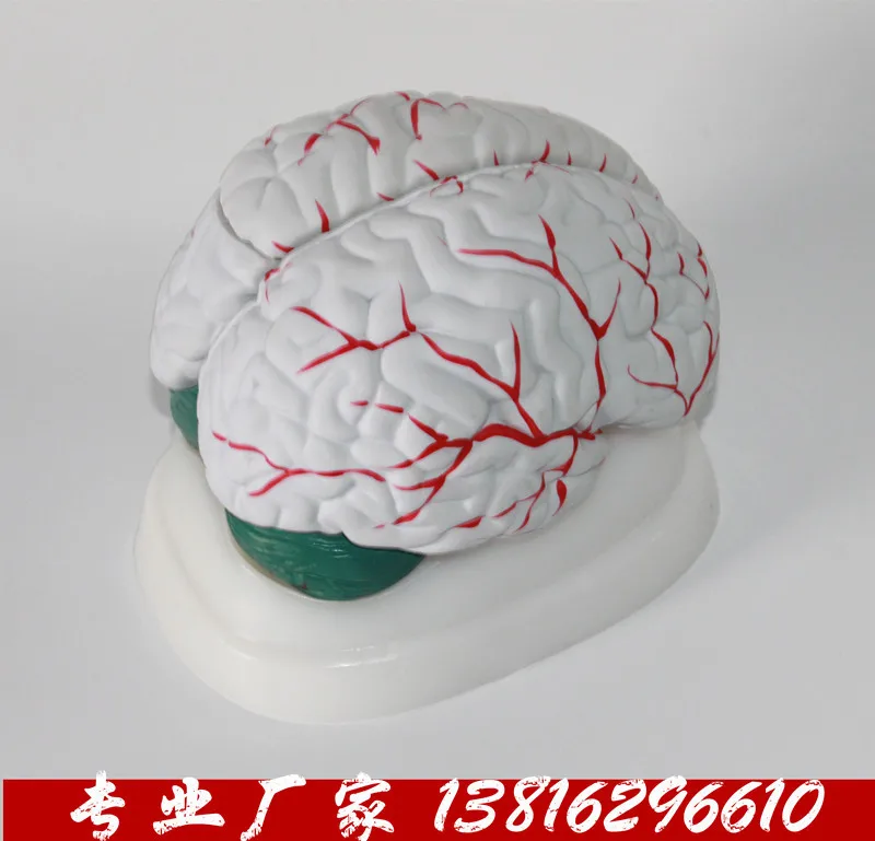 

Profession Human Brain Anatomical Model Brain 3 Parts Model Cerebral Vascular Model Medical Teaching Model