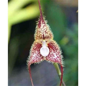 

Plant Flower Bath Salts Monkey flowers Essence 100Pcs XZZ-141
