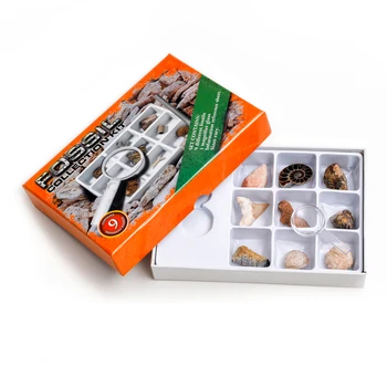 

9pcs natural fossil box for education fossiles collection kit