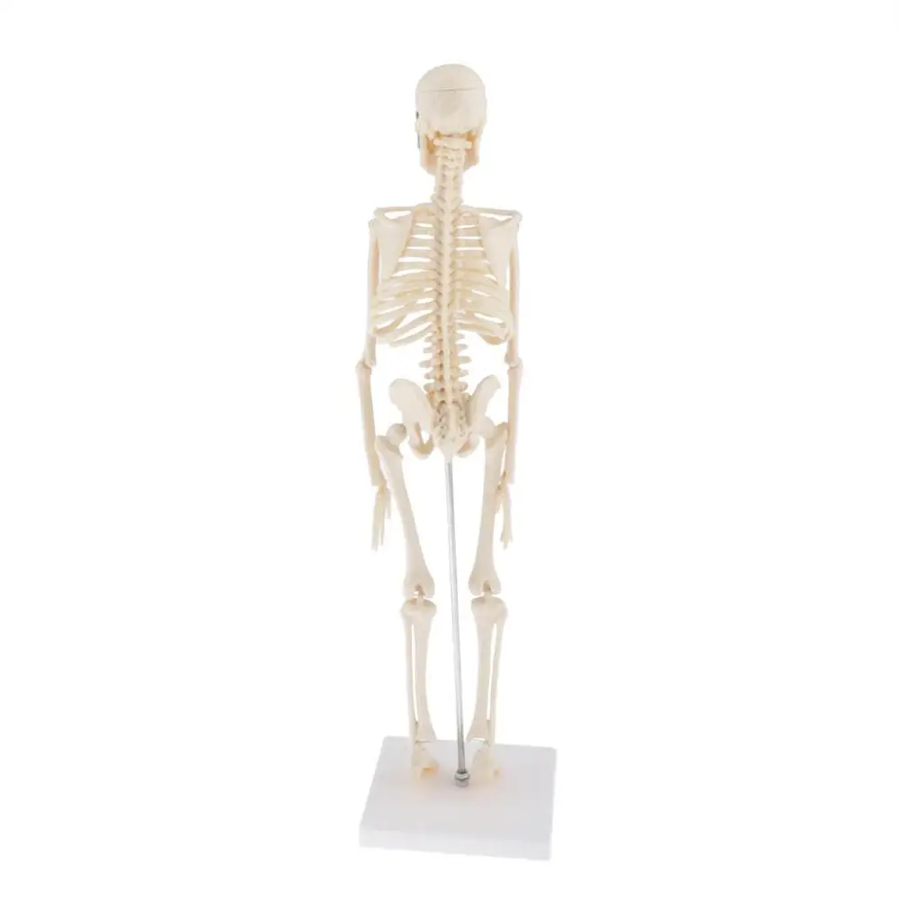 Human Anatomical Anatomy Skeleton Decoration Model  Skeletal Bone Medical Learn Aid，Art Sketch,  Doll ,Chiren Toys ► Photo 2/6