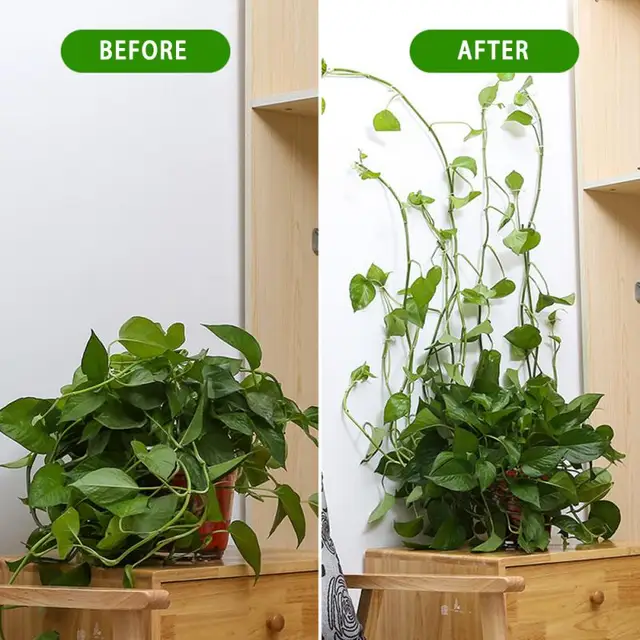 3 Méretű 2 Színek Láthatatlan Fali Rattan Bilincs Klip Növényi Mászó Szőlő Lámpatest Ragadós Horgos Csepphajó - Image 3