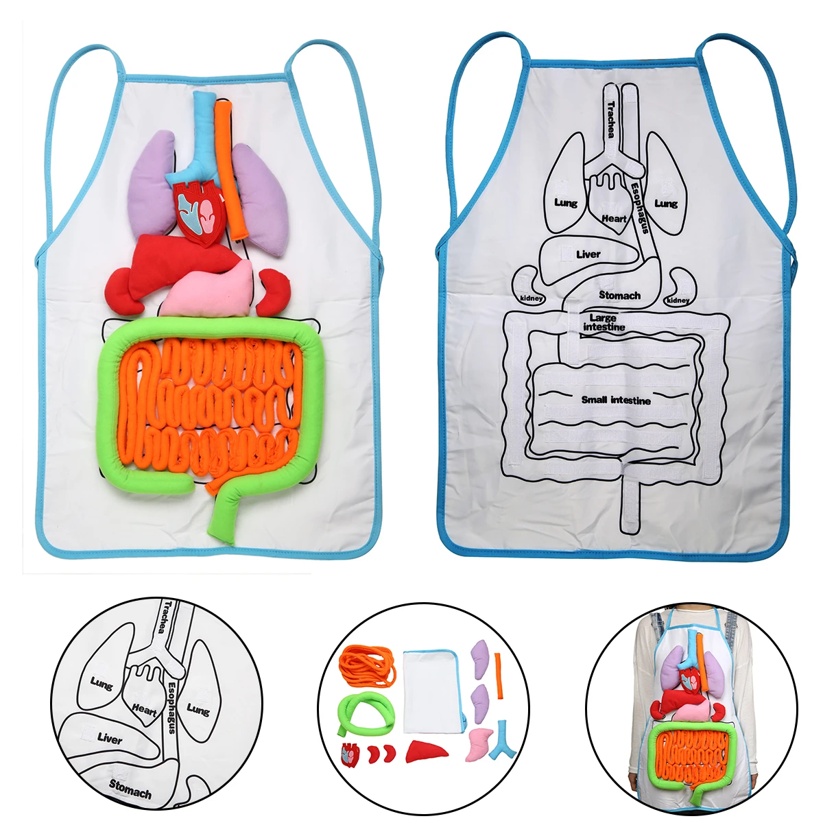 1pc Anatomy Apron Human Body Organs Apron Awareness Educational