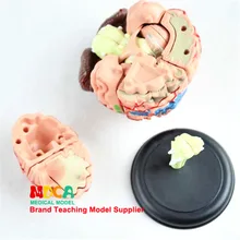 Jouets éducatifs assemblés organes humains 4D cerveau assemblé modèle médecine enseignement Mdn001(China)