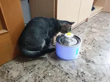 Drink-Bowl Dispenser Active Water-Fountain Cats Automatic CARBON-FILTER Dog Electric