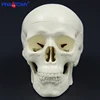 Mini skull model human anatomical head medical model cheap skull anatomy model convenient PVC teaching tool painting sculpt used ► Photo 3/6