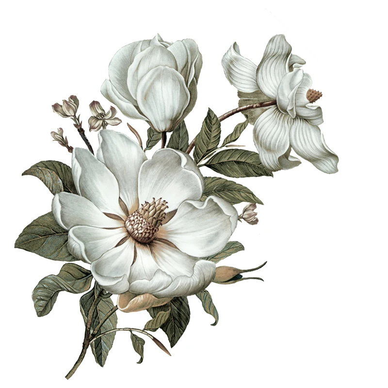 Three Ratels QC115 flowers wall sticker Classical Magnolia for home decoration wall sticker art for bedroom wall stickers self adhesive wall stickers vinyl stickers vinyl wall stickers self adhesive stickers