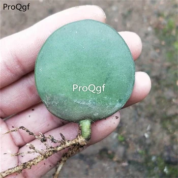 

Prodgf 2Pcs A Set Xerosicyos danguyi Humbert