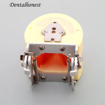 

Dentl Implant Practice Model Dental Teeth Models M2002