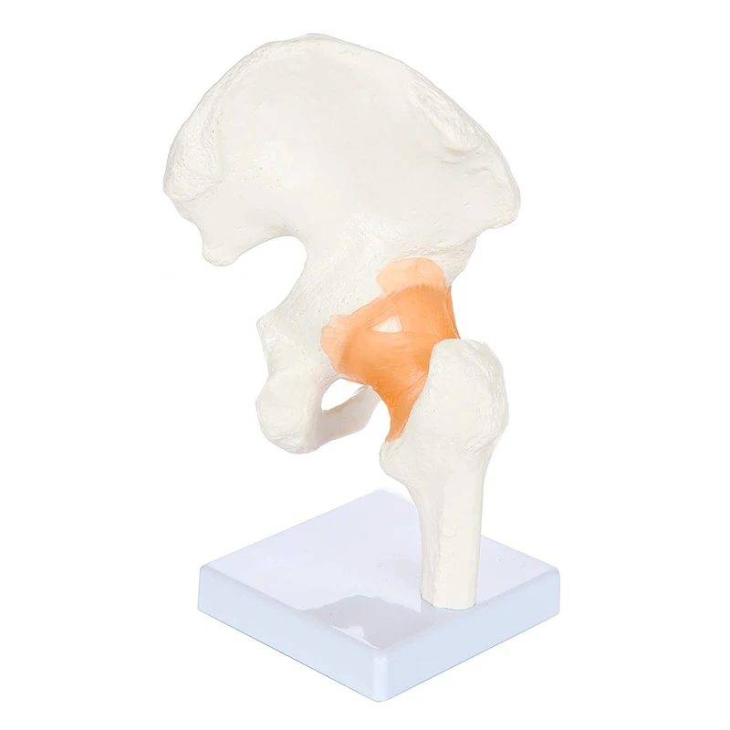 Human Hip Joint Anatomy Model with Flexible Ligaments Medical Science Teaching Resources