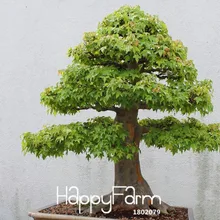 Новинка! 30 шт./лот американский клен растения бонсай очень хороший зеленый клен сад миниатюрный бонсай дерево комнатное растение,# W7X382