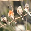 4 PCS Imitation Sparrow Feather Bird Foam Grey Imitation Artificial Bird Prop Tree Branch Garden Christmas Decor Miniatura ► Photo 1/6