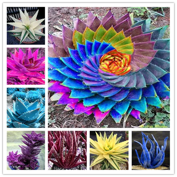 

100 Pcs High Quality Aloe Vera Plants Edible Beauty Edible Cosmetic Vegetables Fruit Bonsai Herb Tree Plants For Home & Garden