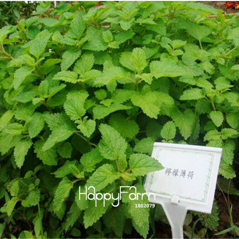 Лучшее предложение! листва растения семена бонсай Mentha Citrata Лимонный бальзам на травах лимон мята САД 200 шт./пакет,# HHDCOP