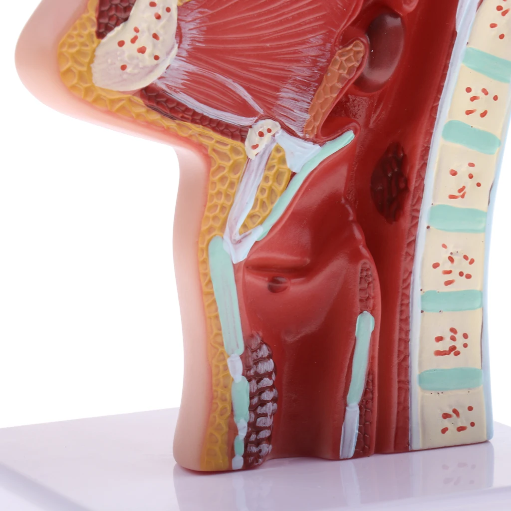 Longitudinal Section Human Nasal Oral Cavity Throat Pathology Model Educative Learning Resources