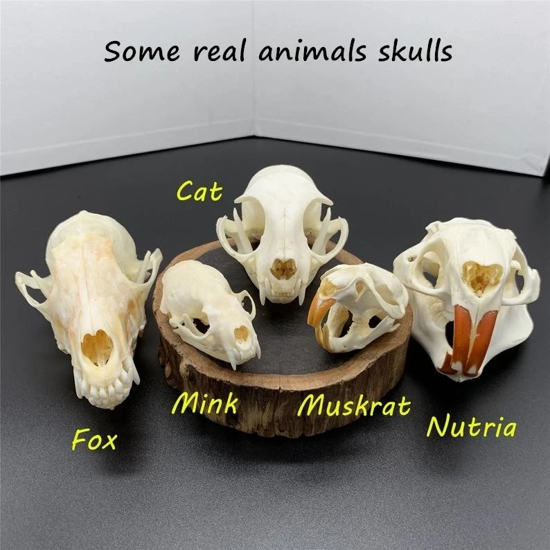 Omdat Ontbering Fictief 5Pcs Gecombineerde Kat/Fox/Mink/Muskusrat/Nutrias Echt Dier Schedel  Exemplaren, gewassen En Gebleekte Voor Decoratie.|Figuren & Miniaturen| -  AliExpress