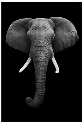 Лот стиль на выбор Лев Слон Олень Зебра Художественная печать Шелковый постер