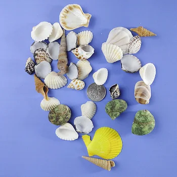 

Conch Durable Photography Prop Colorful Aquarium Decorative Exquisite Practical Beach Fish Tank Sea Shells