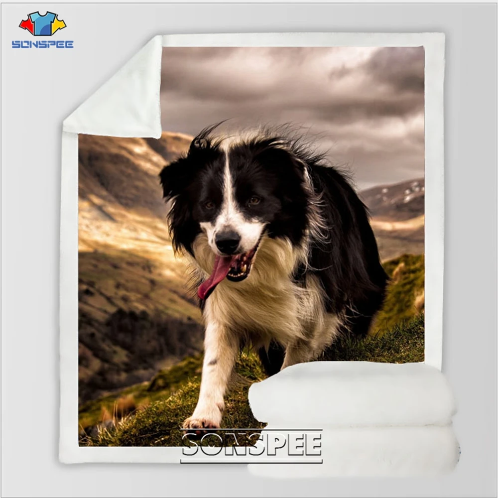 Border Collie 4
