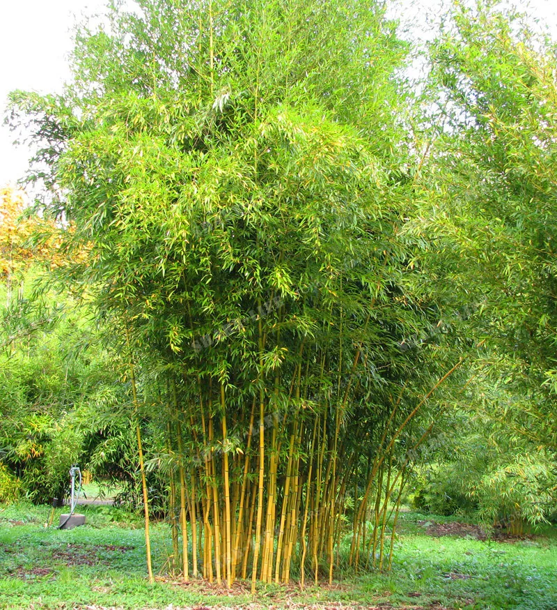 Phyllostachys Aureosulcata домашнее садовое растение бонсай садовое Дерево Бамбук Домашний Сад Бонсай завод свежий зеленый бамбук 50 шт