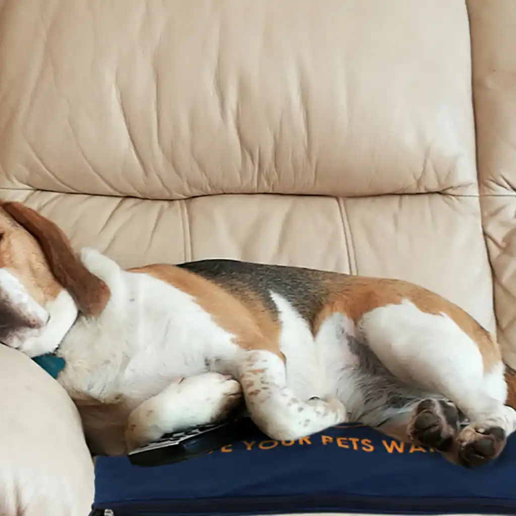 cats and heating pads